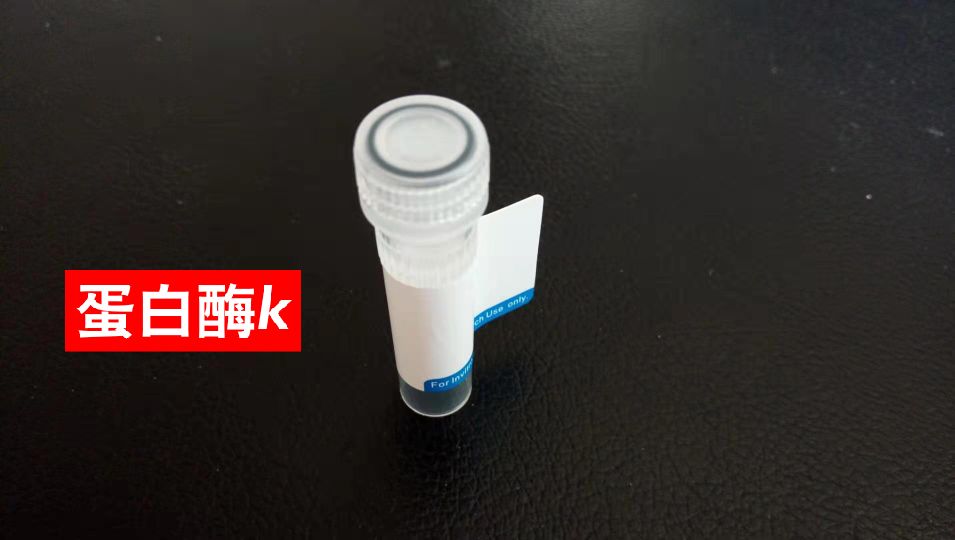 抗人Tau抗体图片