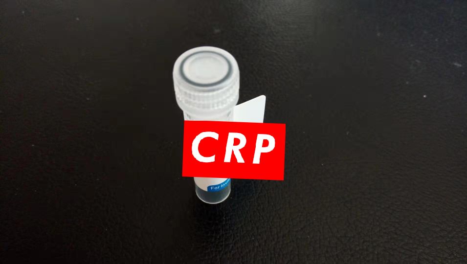 CRP抗体图片