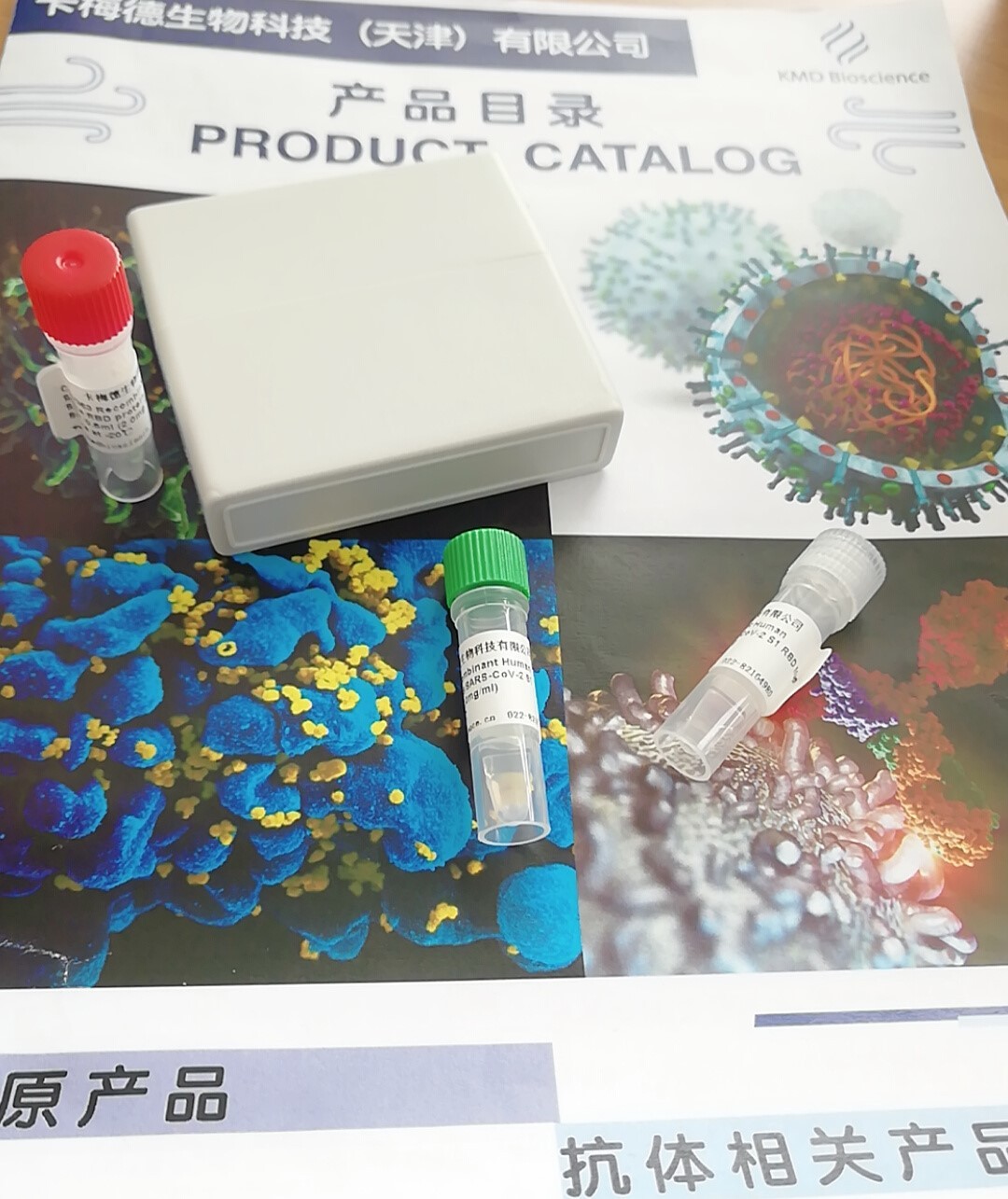 重组人源ApolipoProtein E/APOE Protein, His Tag图片