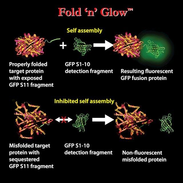 Green Universal Detection Reagent