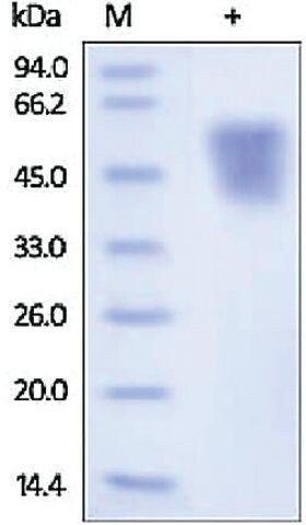 ICAM2/CD102 human