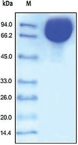 ICAM1/CD54 human
