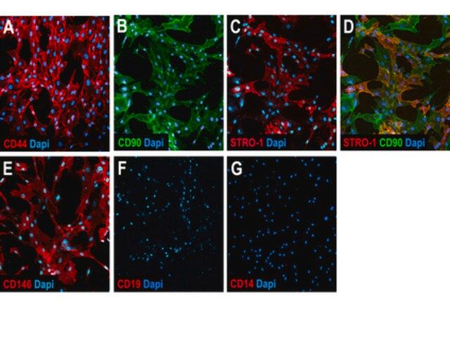 Human Mesenchymal Stem Cell Characterization Kit