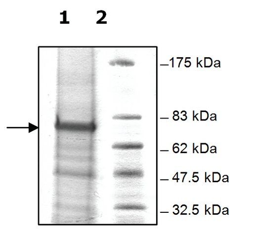 FBXL10 human