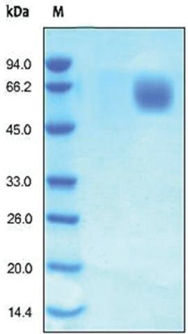 FGFR4/CD334 human