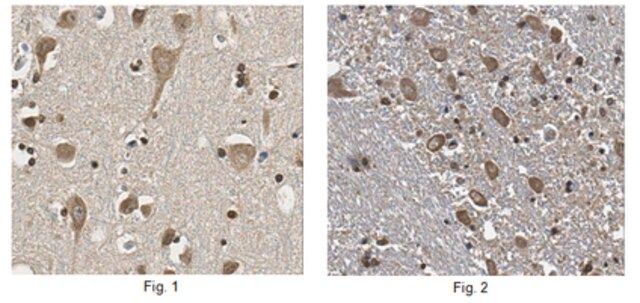 FKBP-8 Antibody