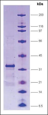 GAL4 [(1-147) + VP16 (411-490)] from <i>Saccharomyces cerevisiae</i> human herpesvirus 2