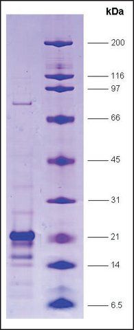 GAL4 [(1-147)-AH] from <i>Saccharomyces cerevisiae</i>