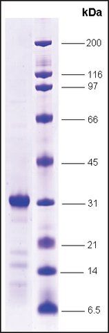 FXR-ligand binding domain (222-472) human