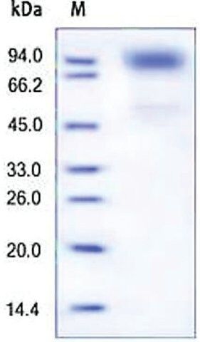 GCSFR/CD114 human