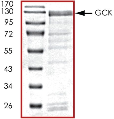 GCK, active, GST tagged human