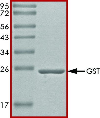 GST protein, tag-free