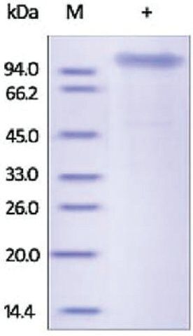 COMP/TSP5 human