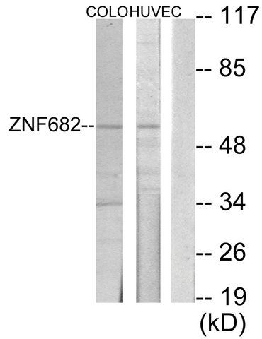 Anti-ZNF682 antibody produced in rabbit