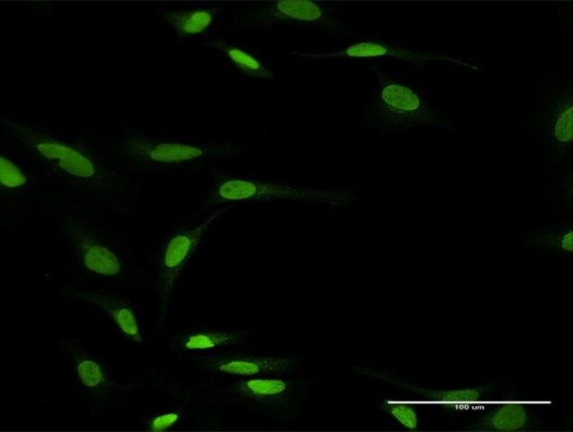 Anti-ZNF71 antibody produced in rabbit