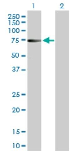 Anti-ZNF503 antibody produced in rabbit