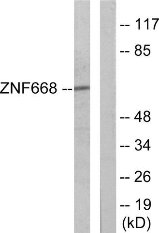 Anti-ZNF668 antibody produced in rabbit