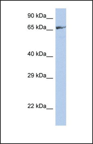 Anti-ZNF676 antibody produced in rabbit