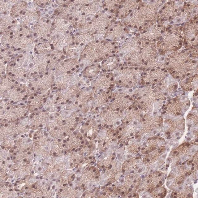 Anti-ZC3H13 antibody produced in rabbit