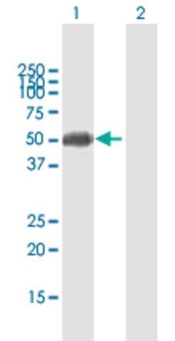 Anti-ZFP2 antibody produced in mouse