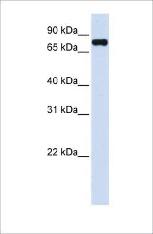 Anti-ZFYVE1 antibody produced in rabbit