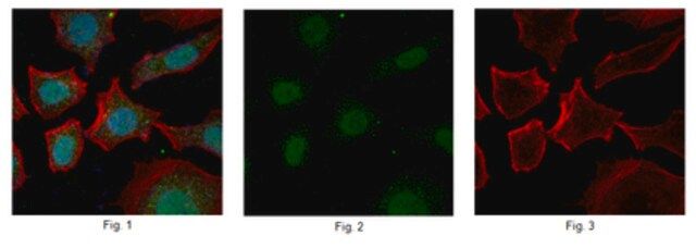 Anti-ZFX Antibody, clone 3E8.1
