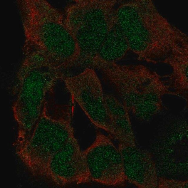Anti-ZFP82 antibody produced in rabbit