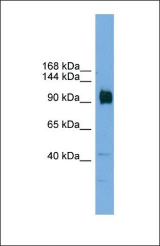Anti-ZFP445 antibody produced in rabbit