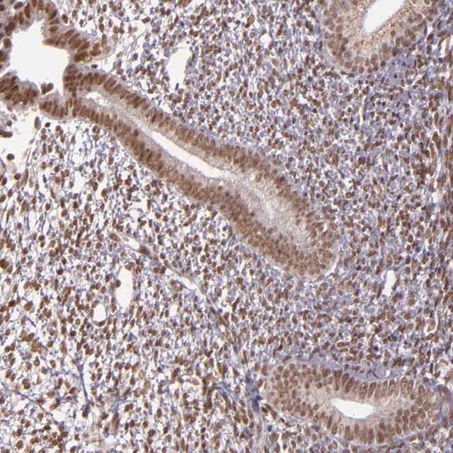Anti-ZFX antibody produced in rabbit