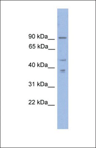Anti-ZFX, (N-terminal) antibody produced in rabbit