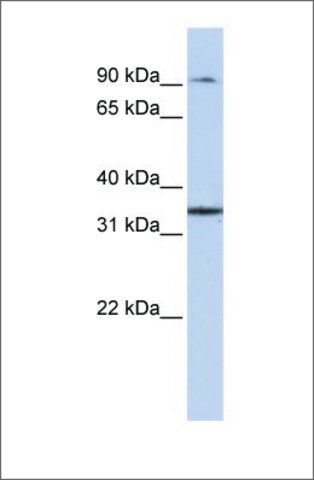 Anti-ZFP90 antibody produced in rabbit