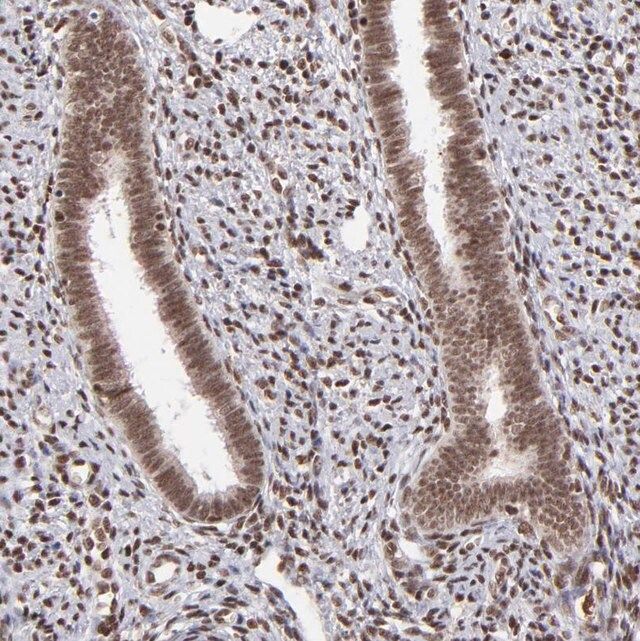 Anti-ZFX antibody produced in rabbit