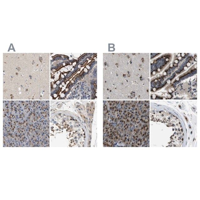Anti-ZFPL1 antibody produced in rabbit