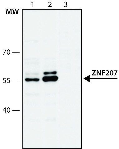 Anti-ZNF207 (107-118) antibody produced in rabbit