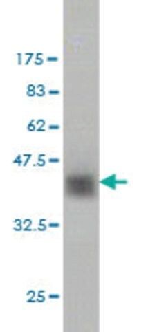 ANTI-ZNF41 antibody produced in mouse