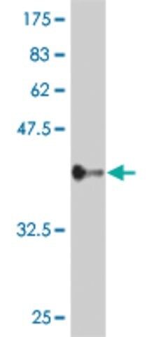 ANTI-ZNF263 antibody produced in mouse