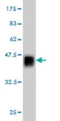 ANTI-ZNF41 antibody produced in mouse