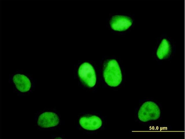 ANTI-ZNF207 antibody produced in mouse
