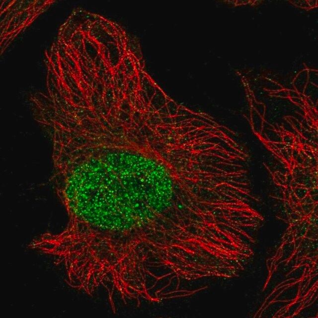 Anti-ZNF692 antibody produced in rabbit