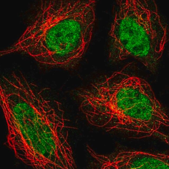 Anti-ZNF326 antibody produced in rabbit