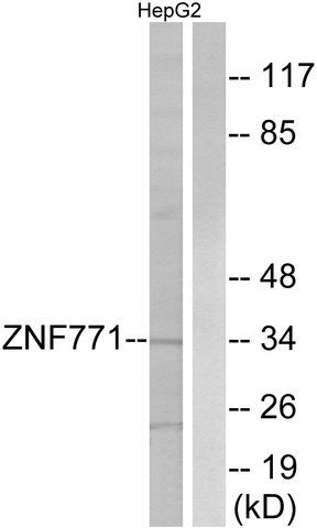Anti-ZNF771 antibody produced in rabbit