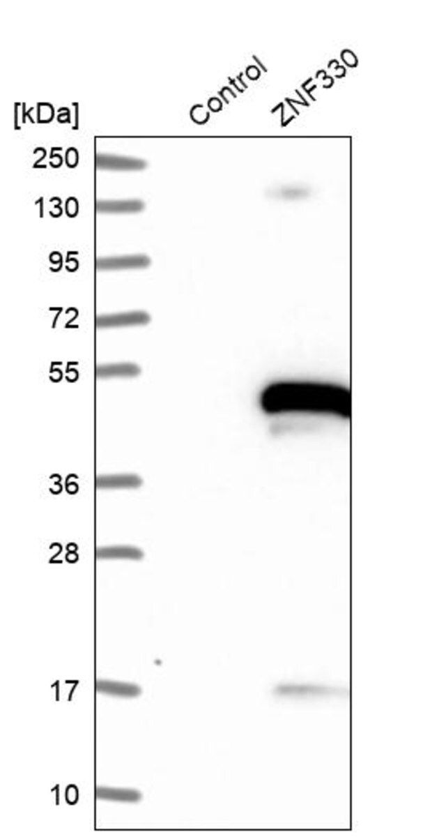 Anti-ZNF330 antibody produced in rabbit