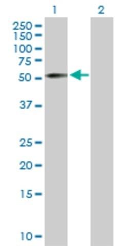 Anti-ZNF136 antibody produced in rabbit