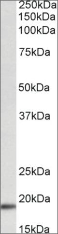 Anti-Wfdc1 antibody produced in goat