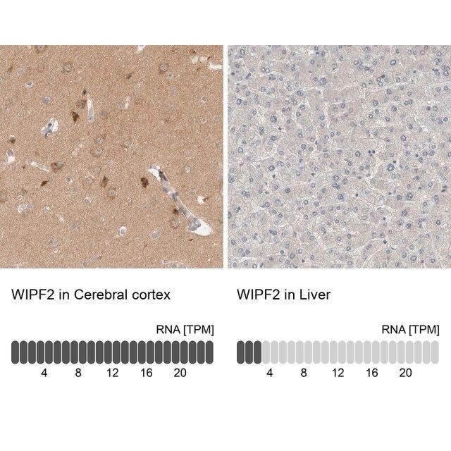 Anti-WIPF2 antibody produced in rabbit