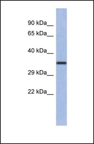 Anti-WNT4 antibody produced in rabbit