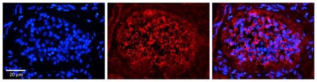 Anti-XPO1 antibody produced in rabbit