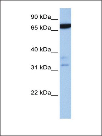 Anti-ZBTB46 antibody produced in rabbit