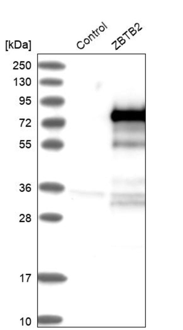 Anti-ZBTB2 antibody produced in rabbit
