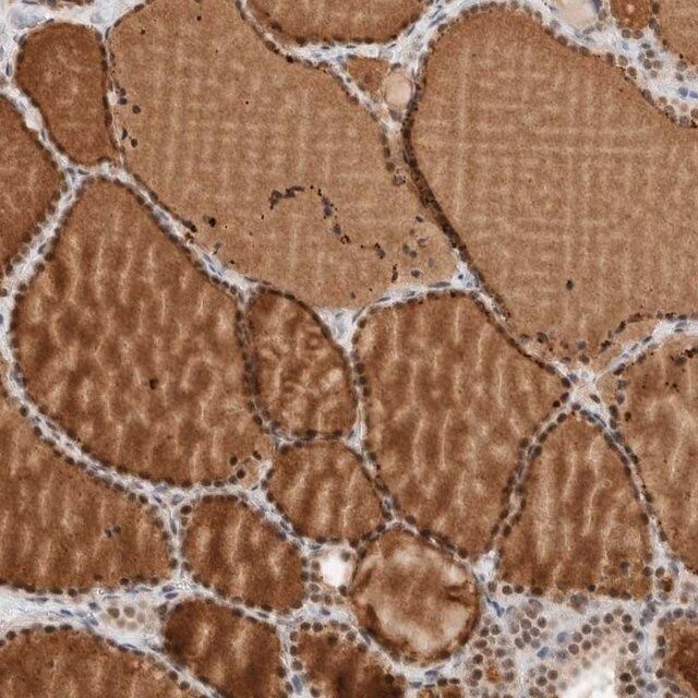 Anti-ZBTB2 antibody produced in rabbit